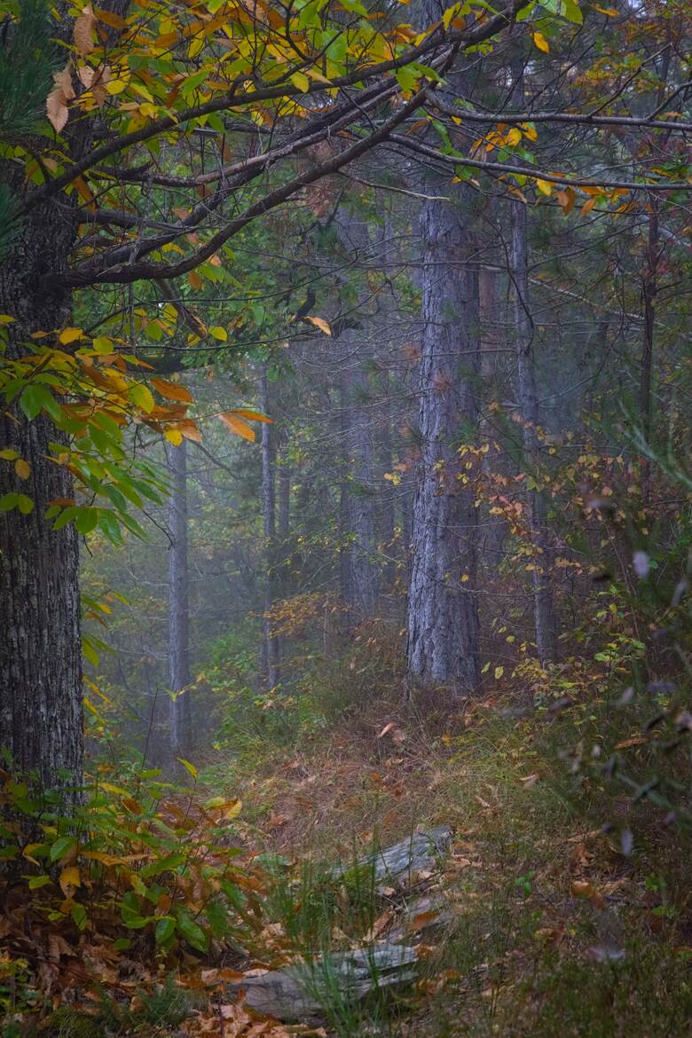 La forêt du Prunet 3