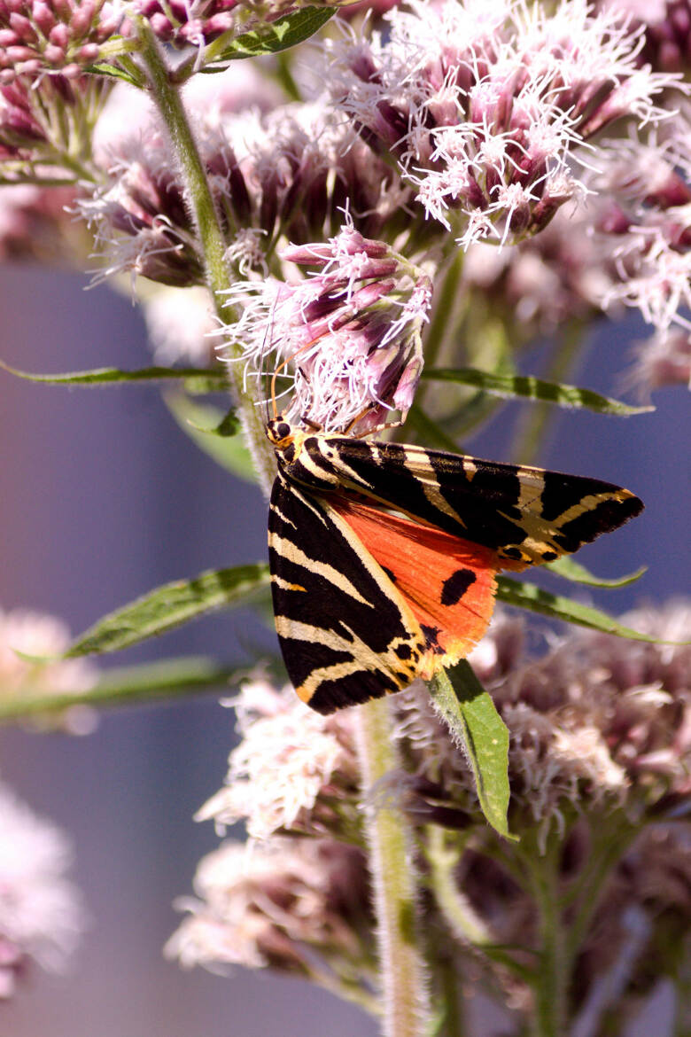 Papillon Tigre