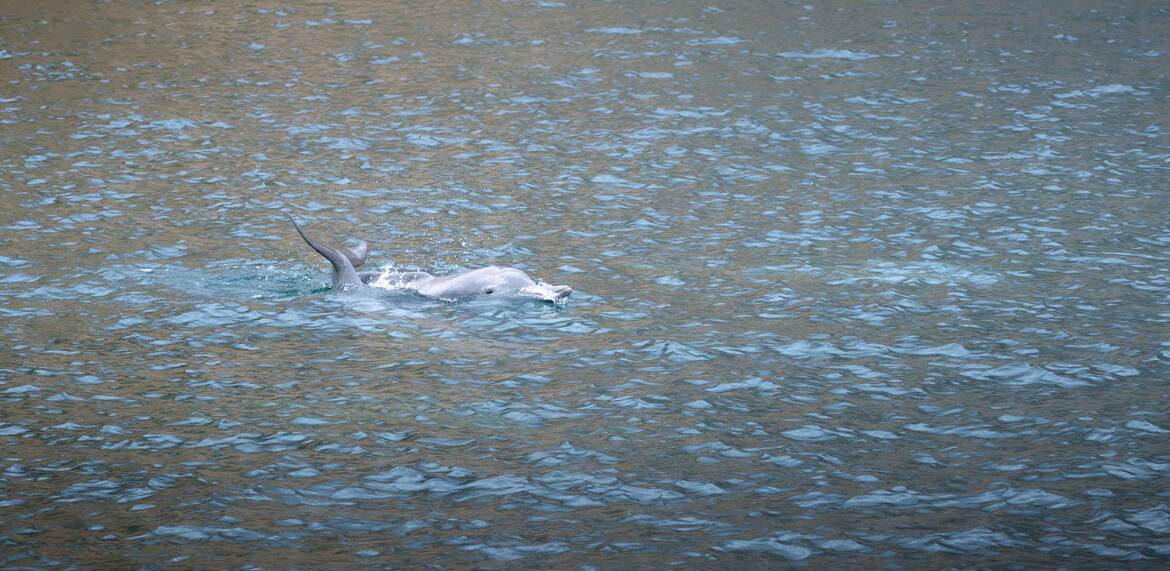 Dauphin à bec !