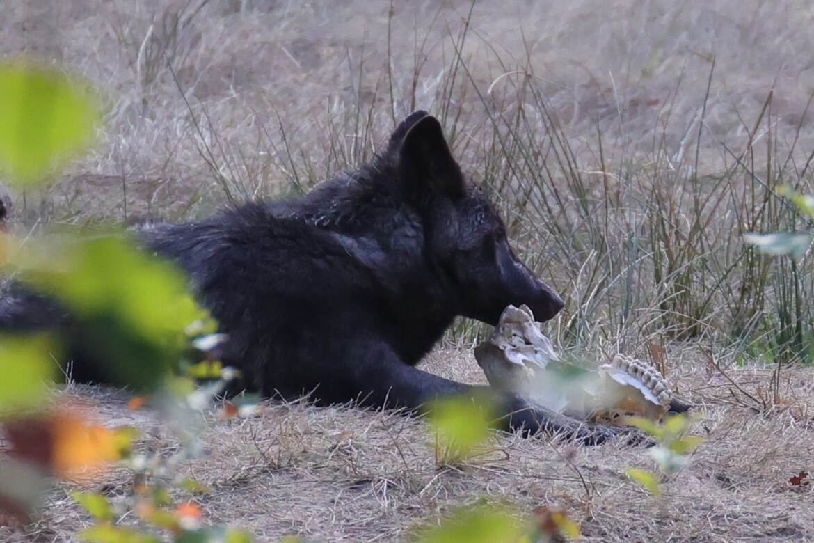 une faim de loup