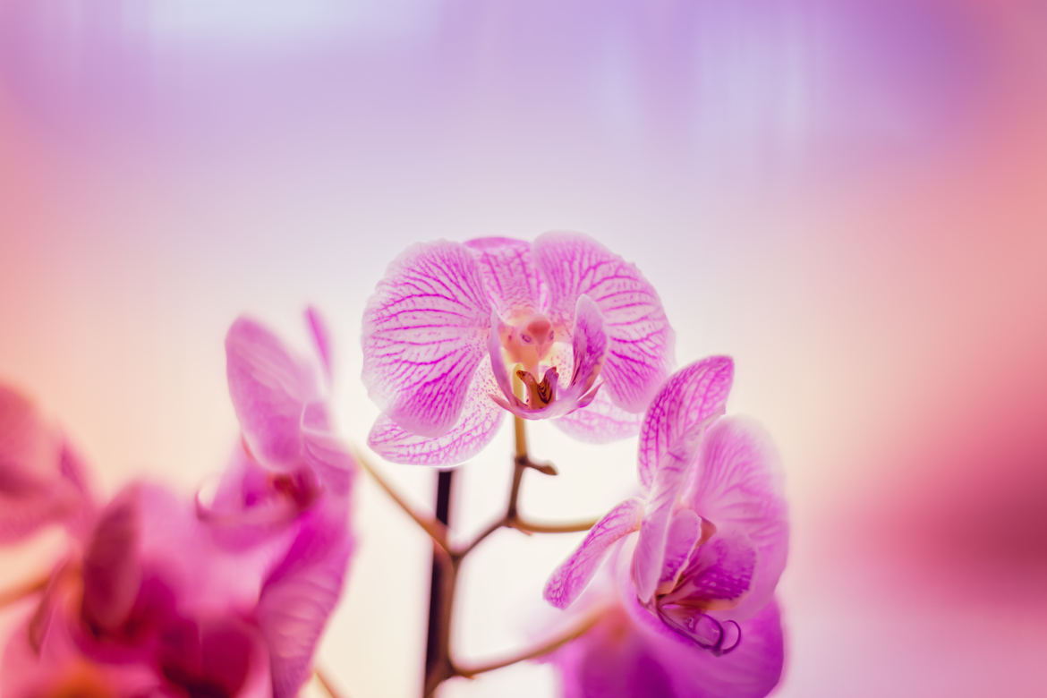 Orchidées