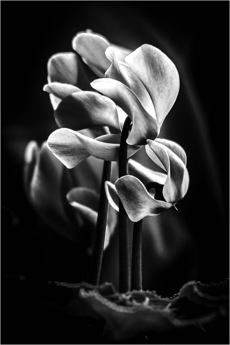 cyclamen