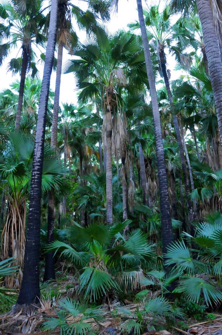 Forêt de palmiers Livistona
