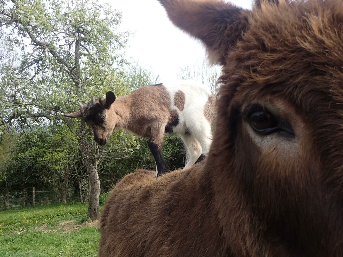 une chevre sur une anesse