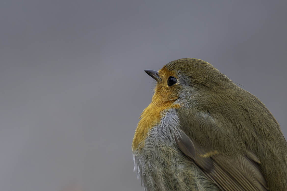 Rouge-gorge familier