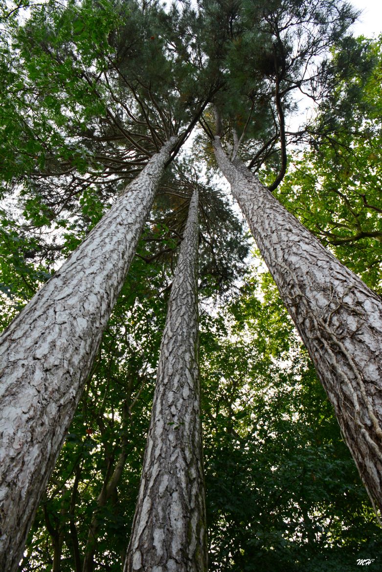 Les 3 géants