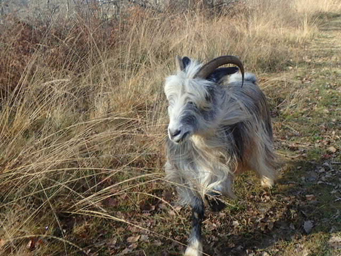 Bouc des Pyrénées