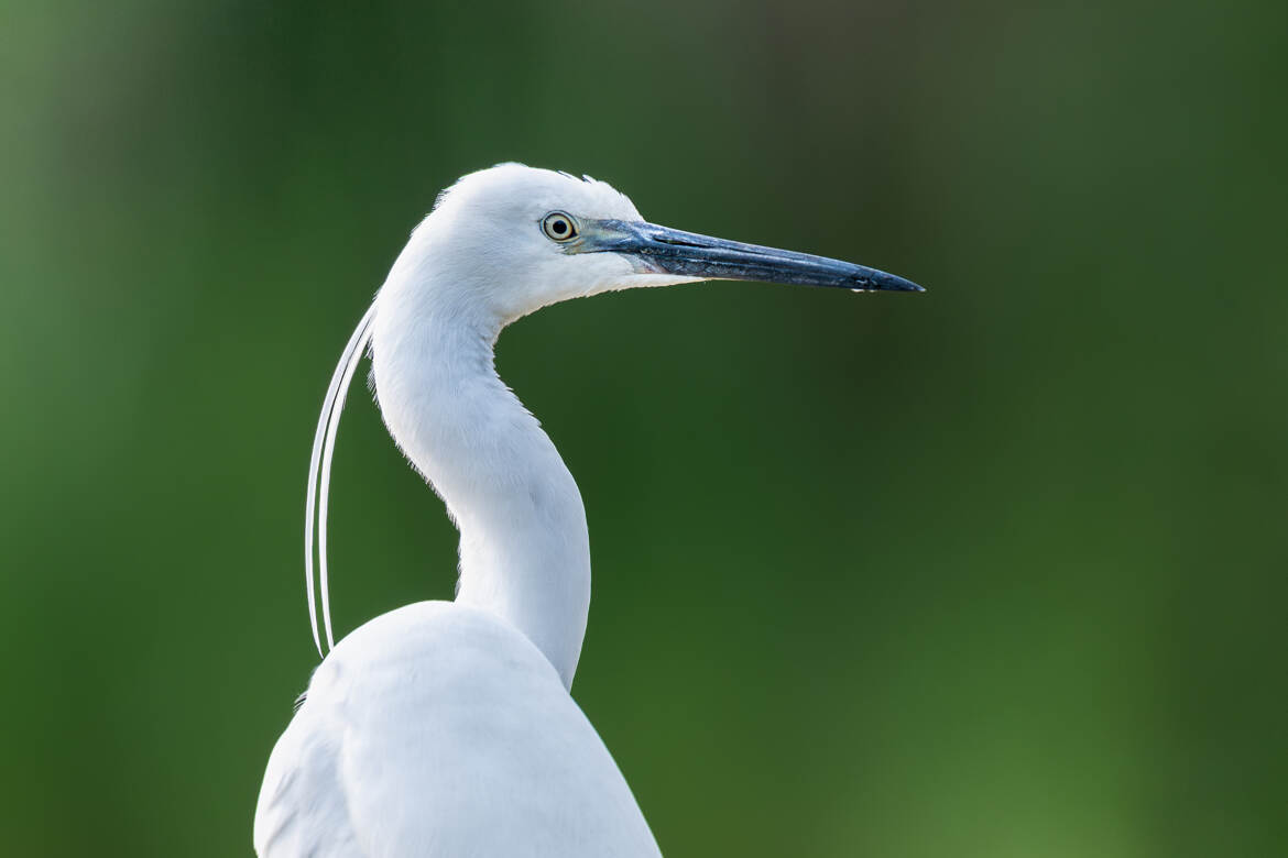 Portrait de Garzette