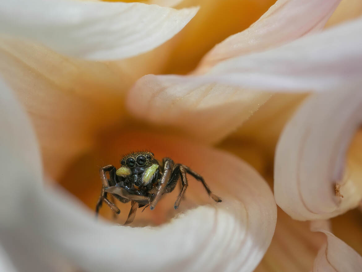 Dans mon palais de Dahlia