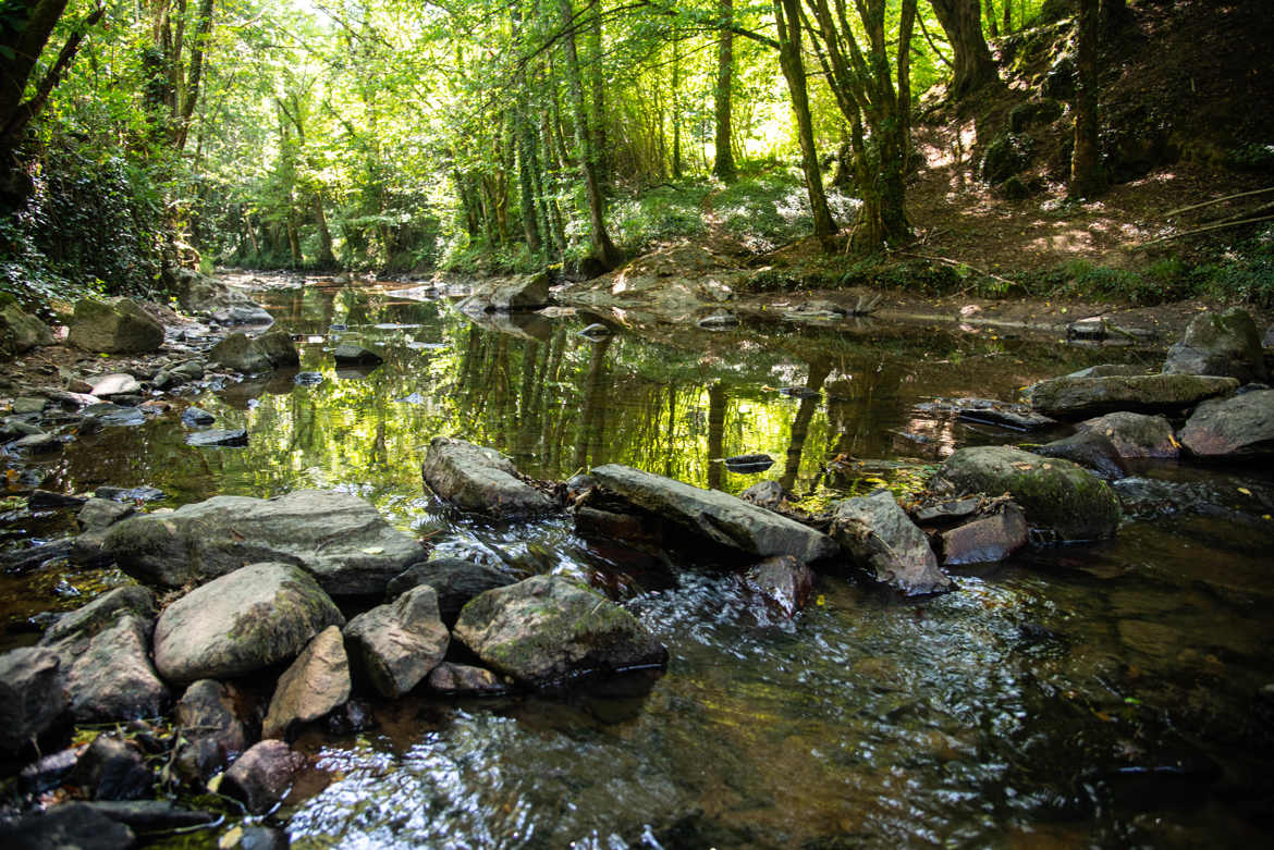 Sous-bois