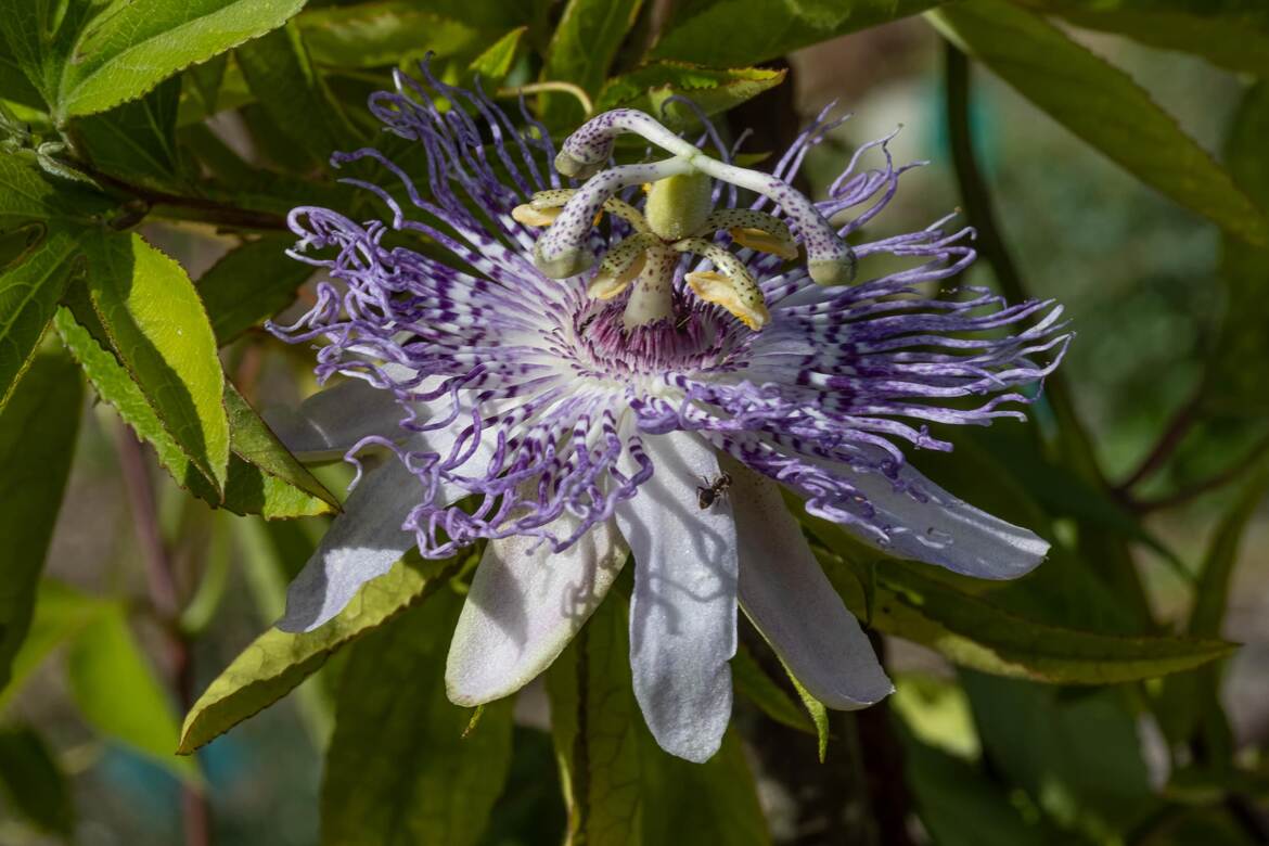 Passiflore officinale
