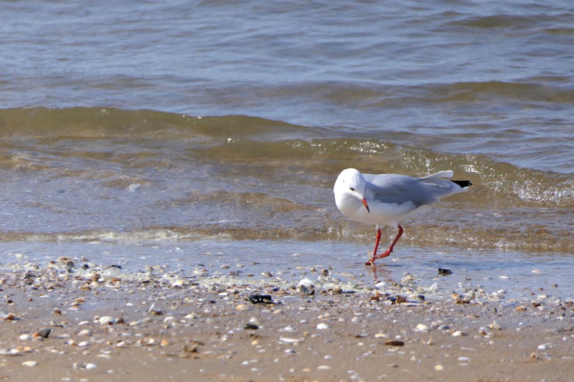 Mouette