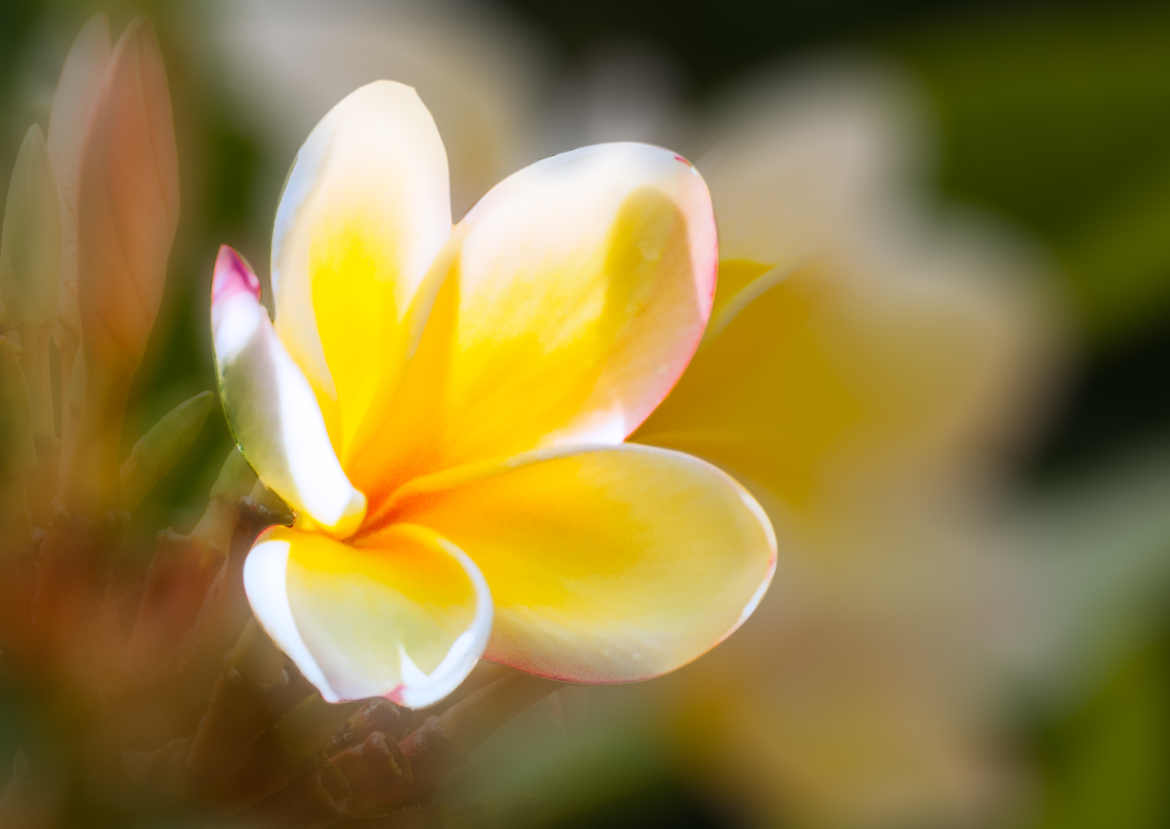 Fleur de frangipanier