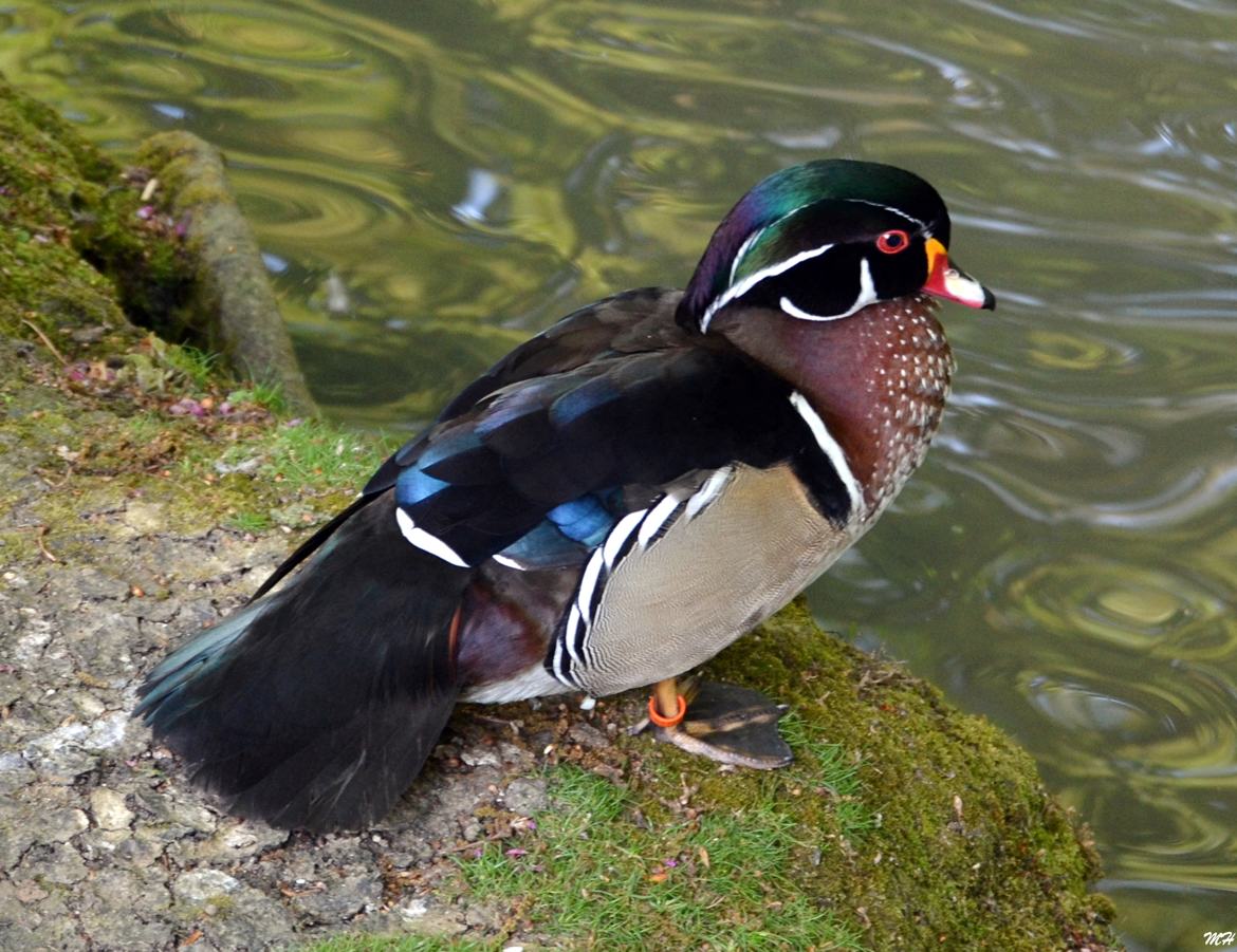 Canard peint