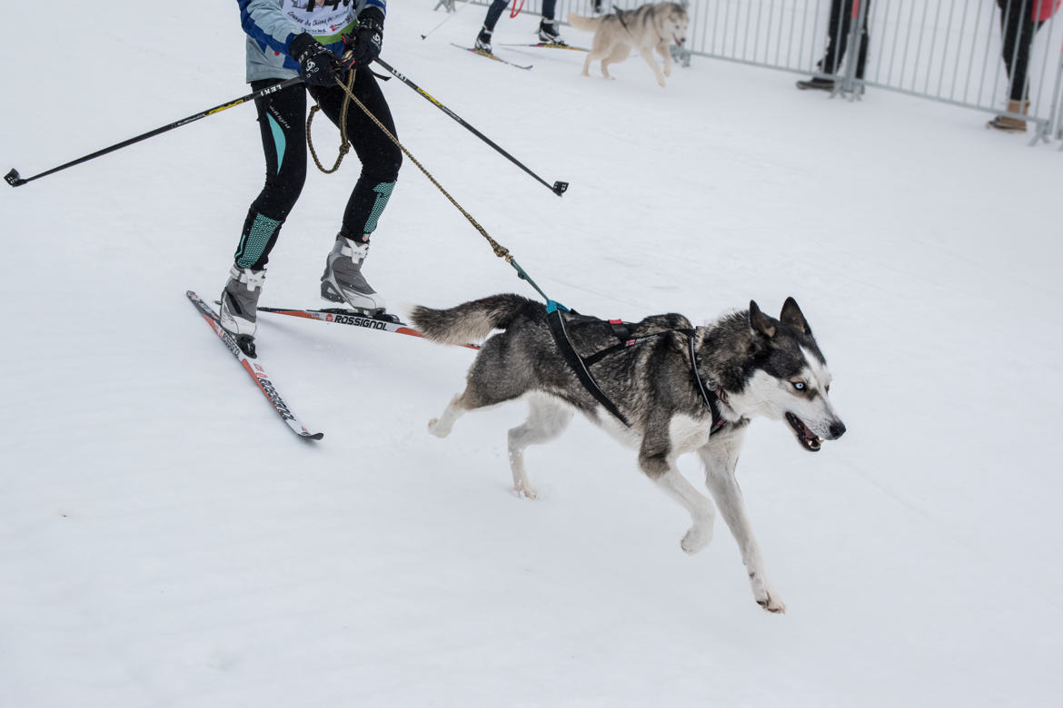 Cani Ski Joering
