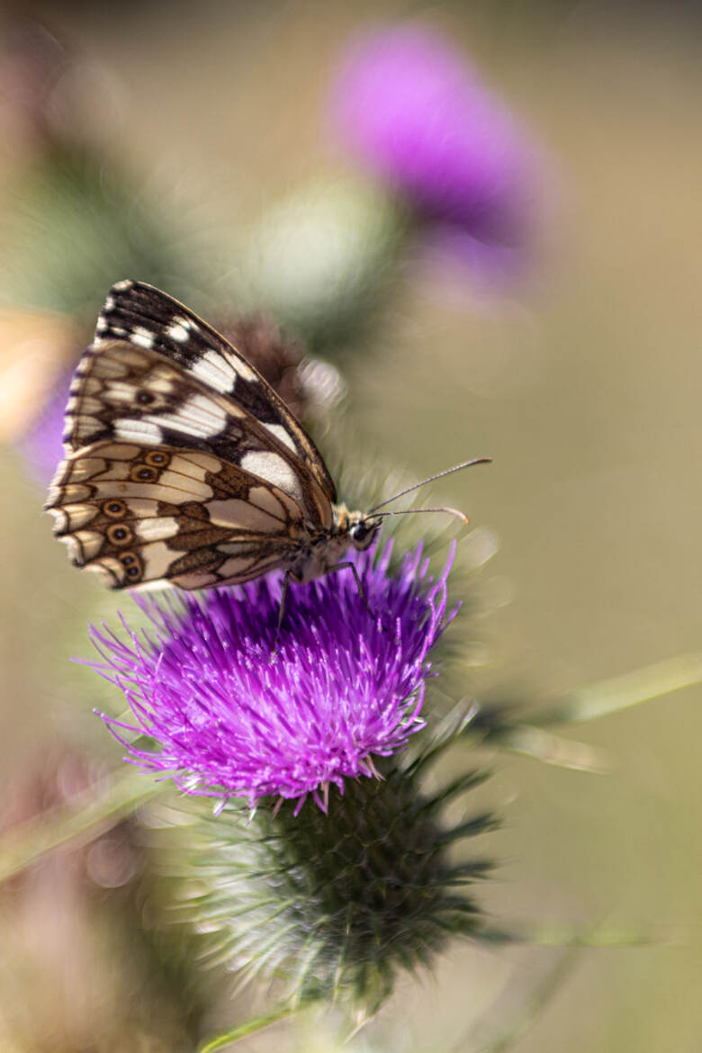 Melanargia