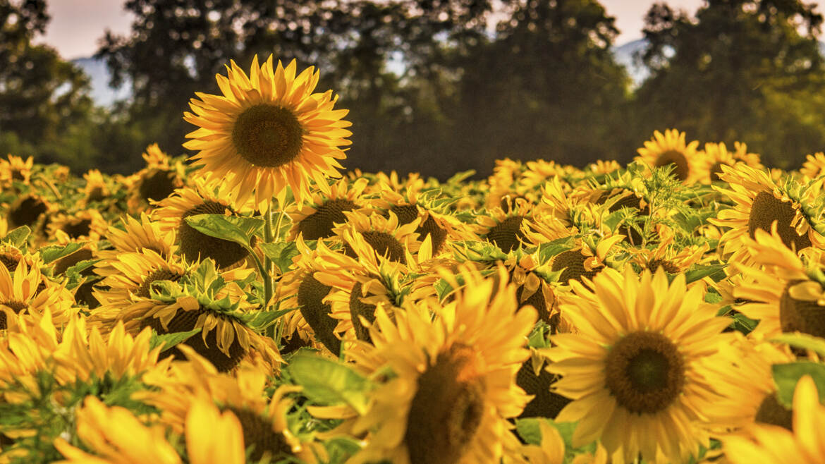 Les tournesols