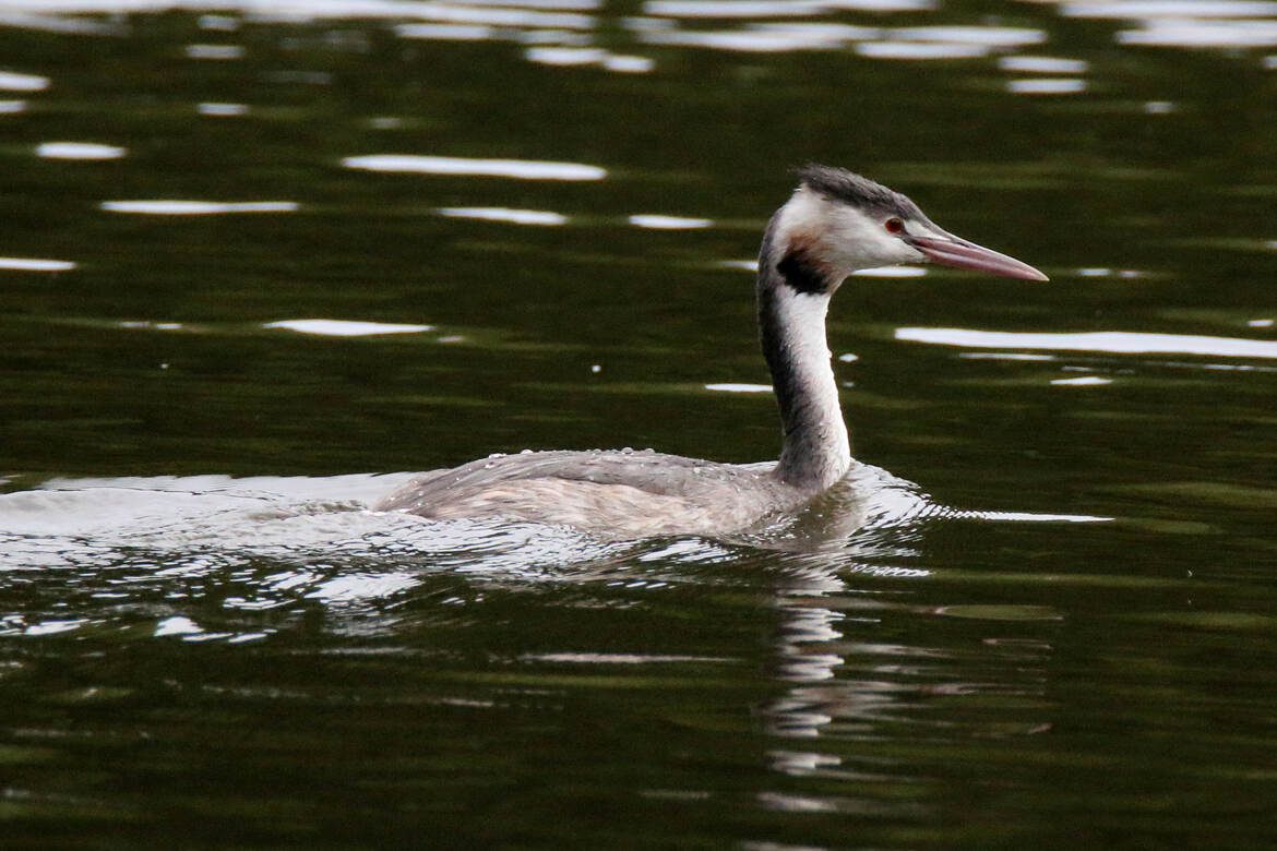 Grebe huppé en maraude