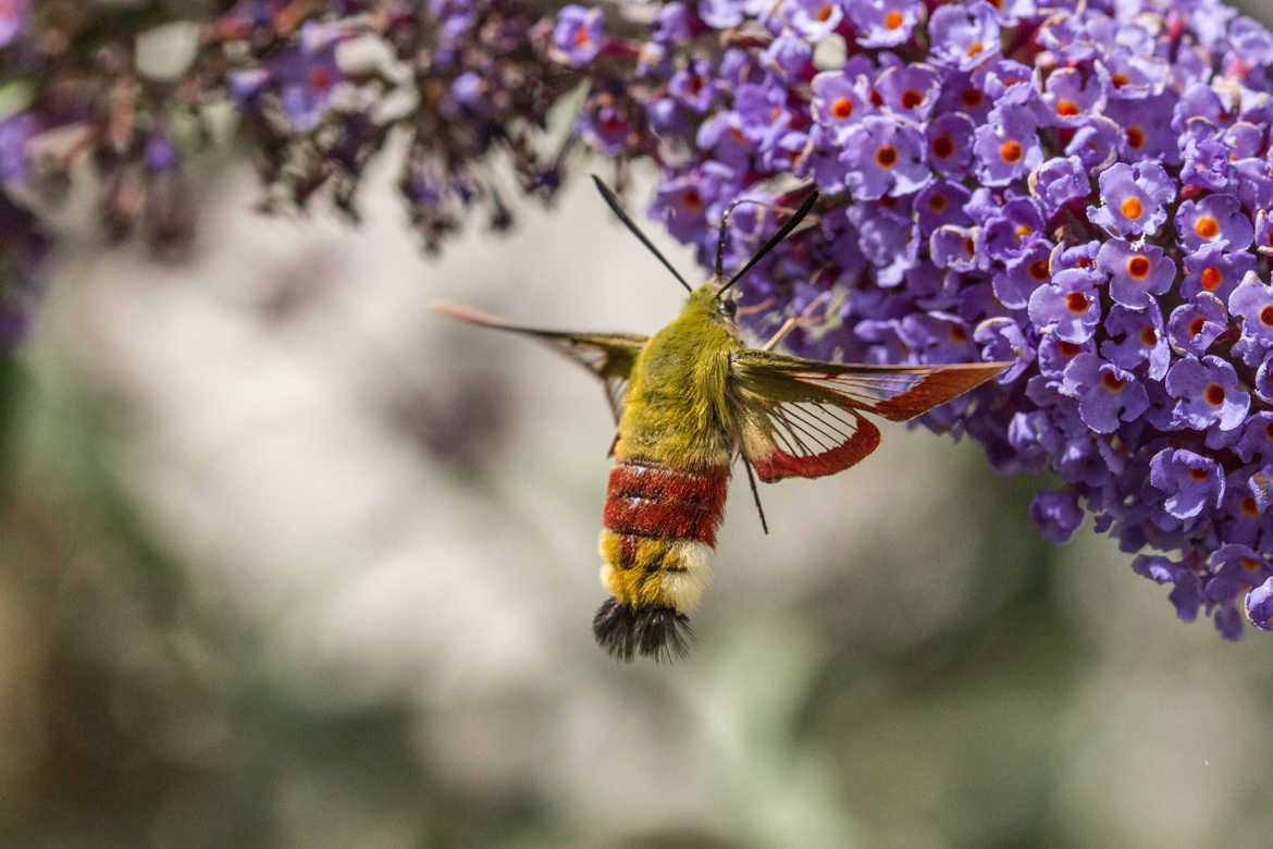 sphinx colibri dans les fleurs