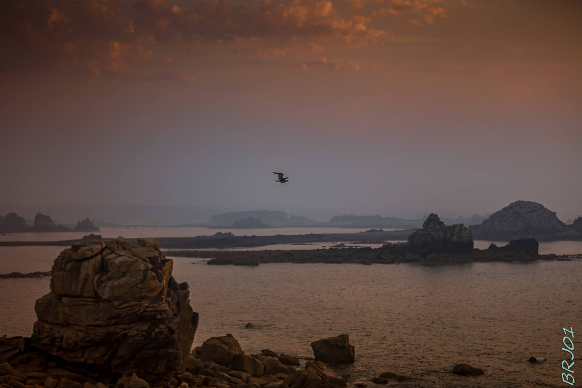 Un oiseau passe