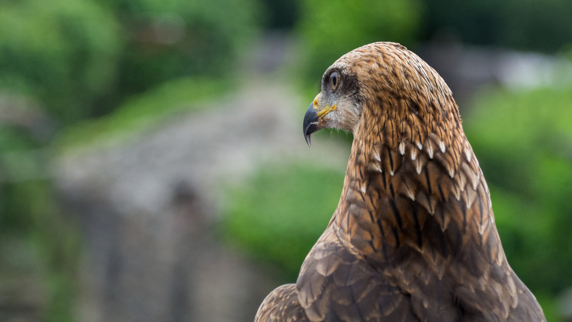 Rapace au puy du fou