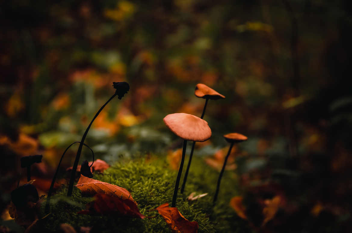 champignons à l'automne