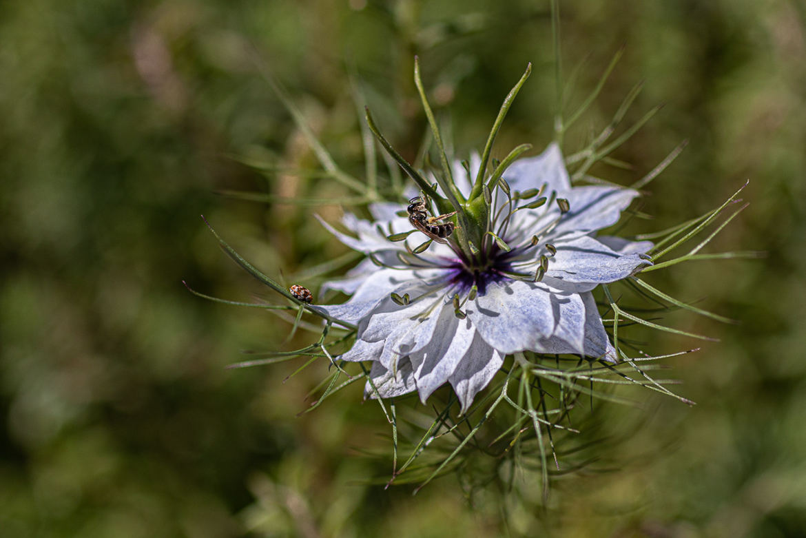 en visite sur nigelle de damas