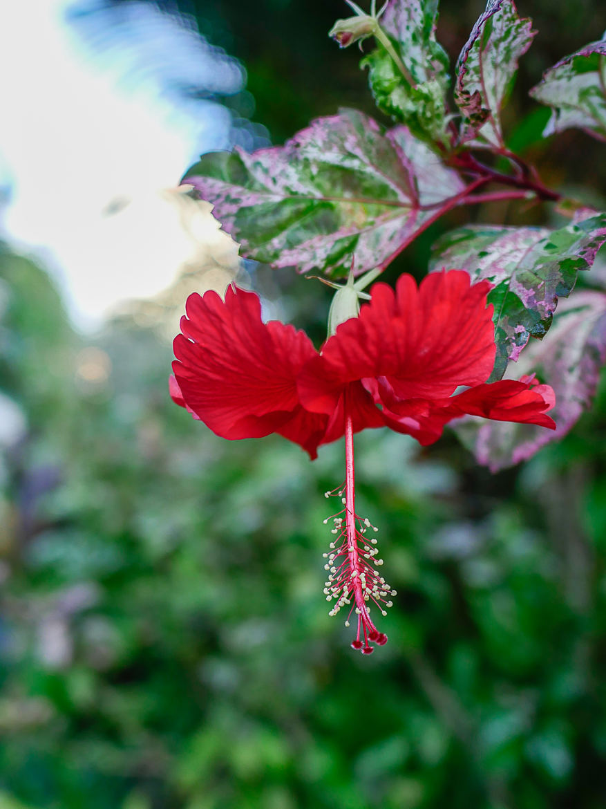 Hibiscus