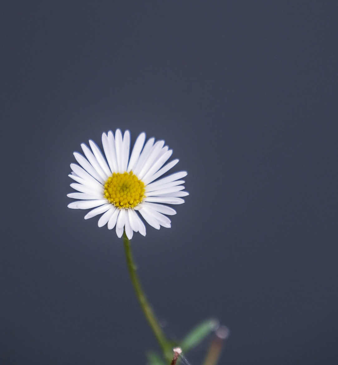 Marguerite