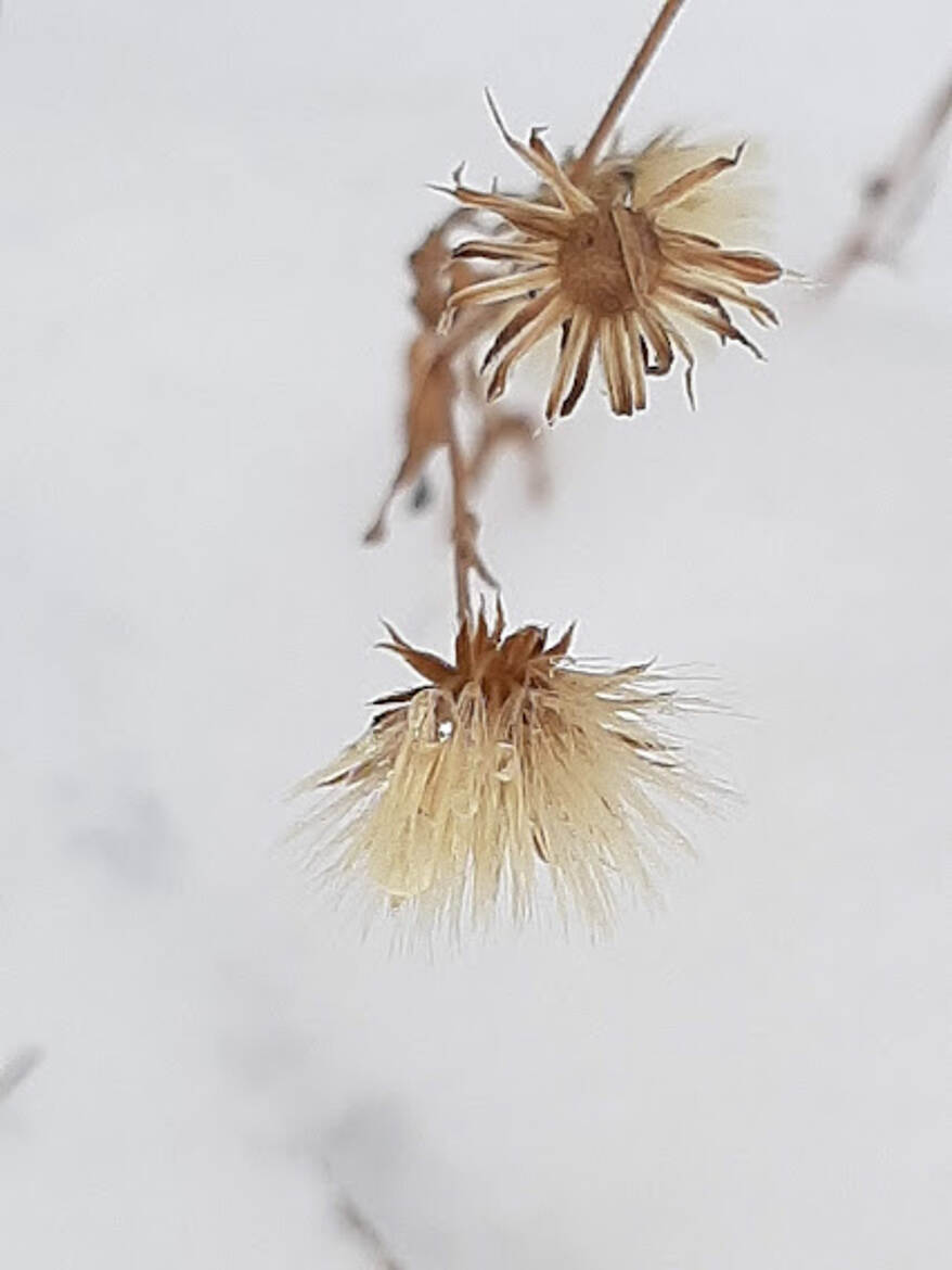 Résistance à l'hiver
