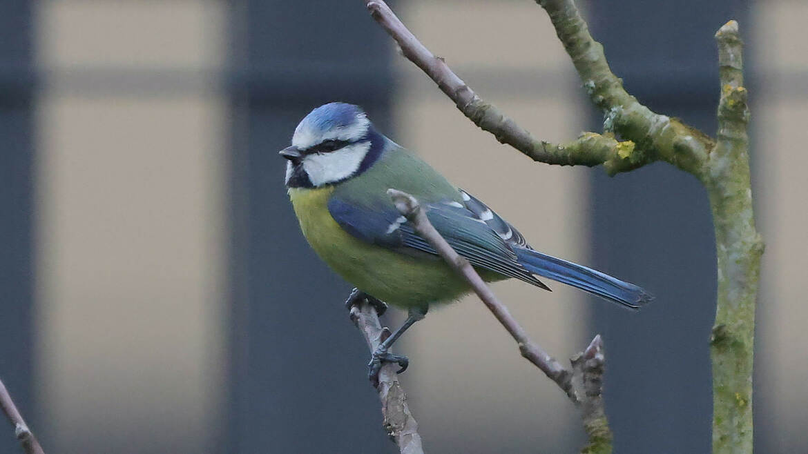 Bleue dans la fike d'attente