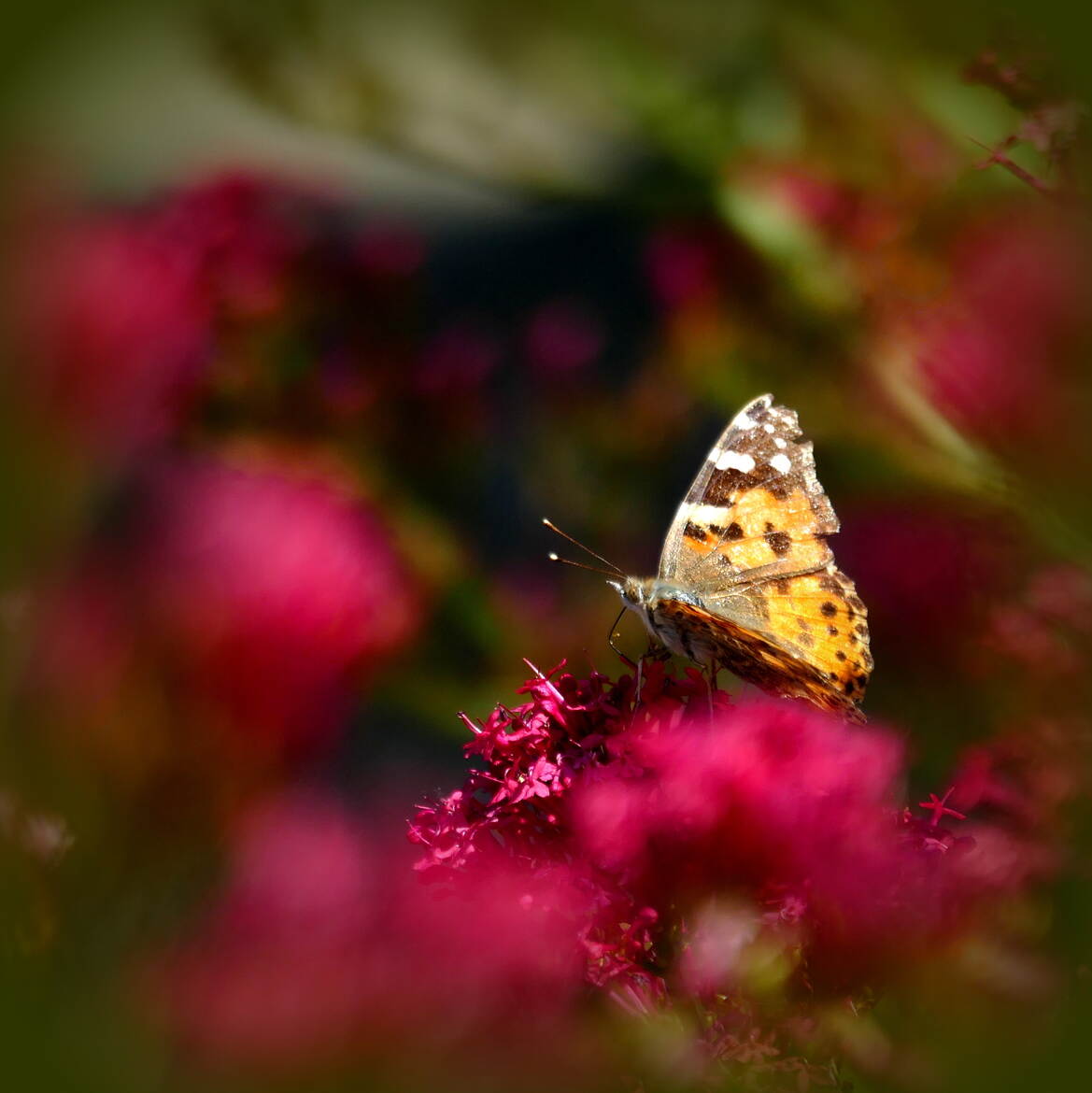 C'est dur la vie.... de papillon
