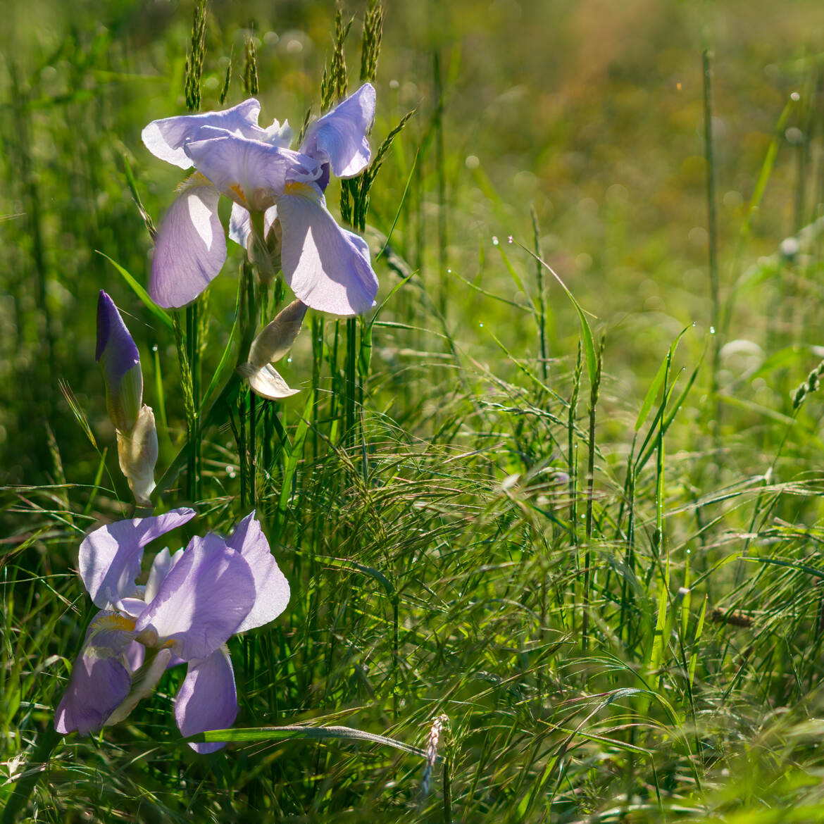 Premier rayons de soleil