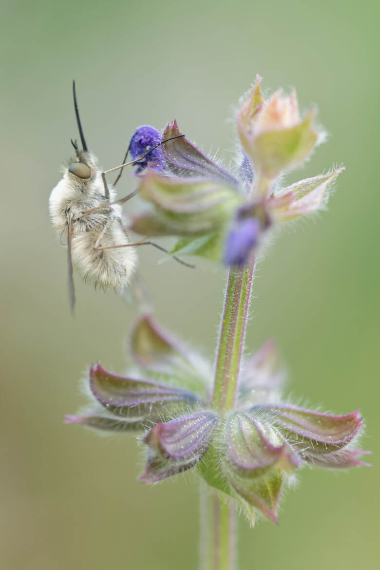 Le bombyle et la sauge.