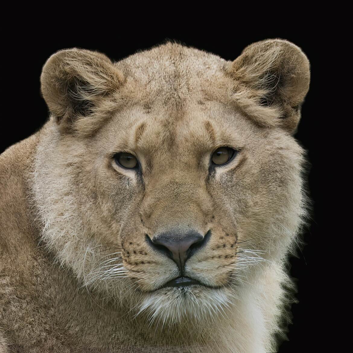 Portrait de jeune lion