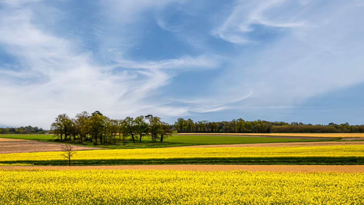 plaine agricole en début d'été