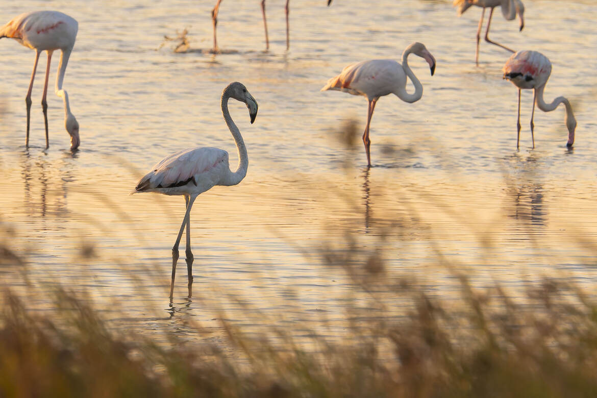 les flamants rosés