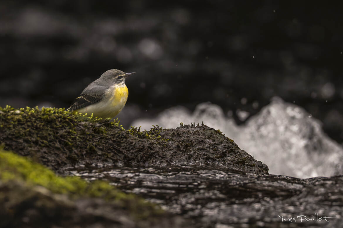 Bergeronnette des ruisseaux