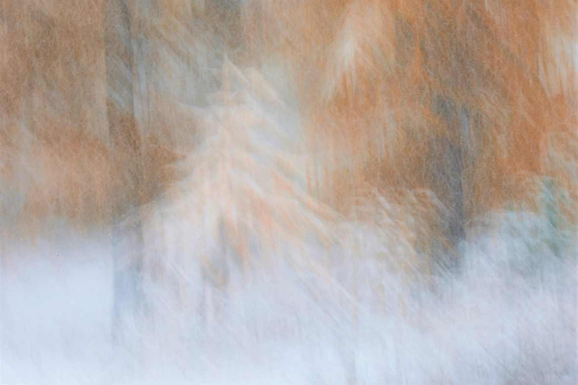 Neige dans les mélèzes