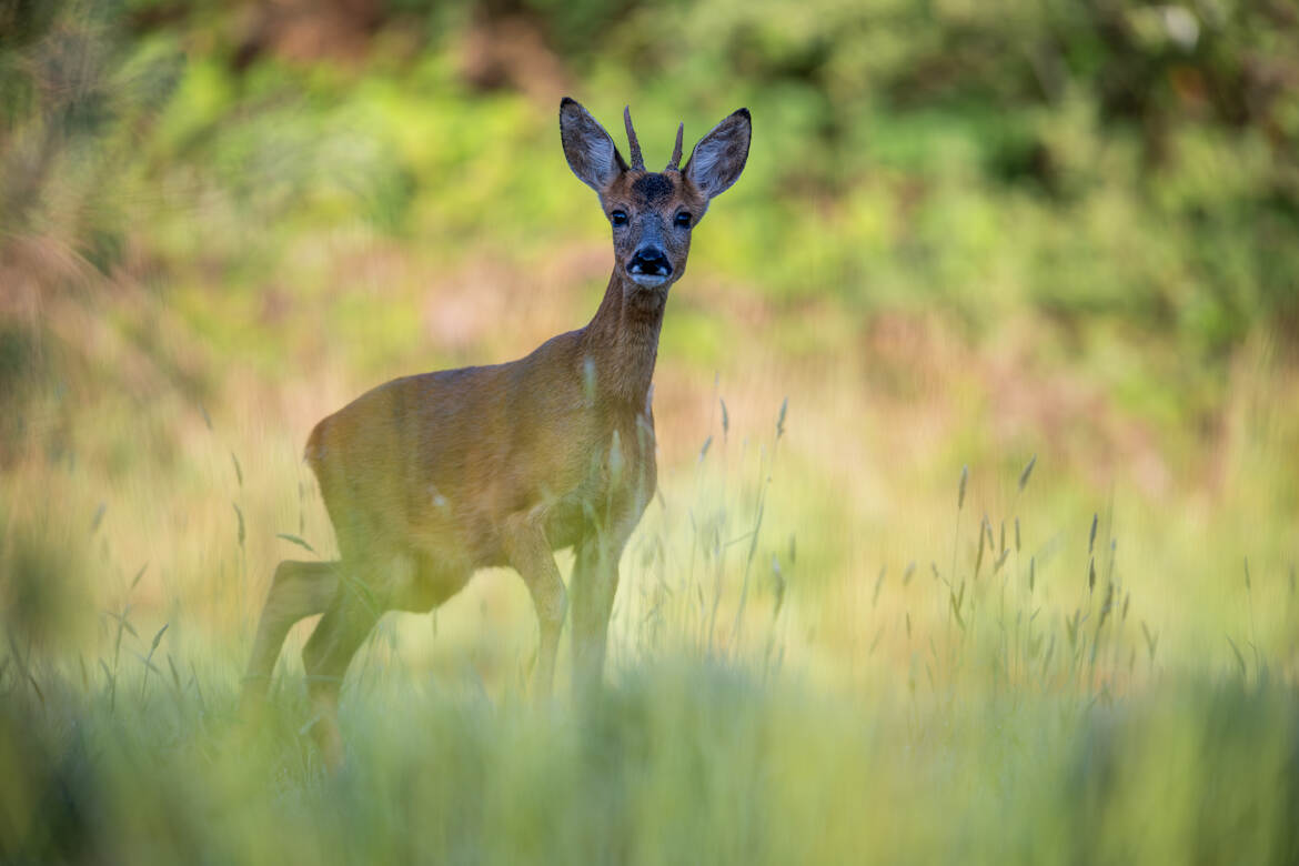 Jeune brocard curieux