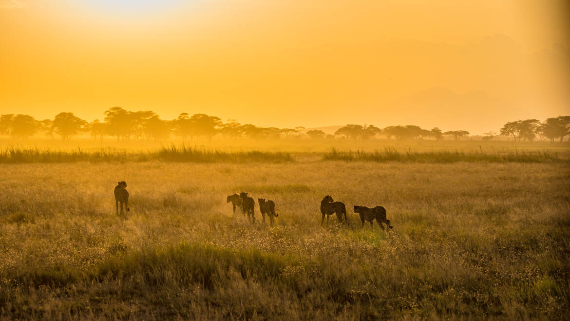 Une famille guépard au soleil couchant