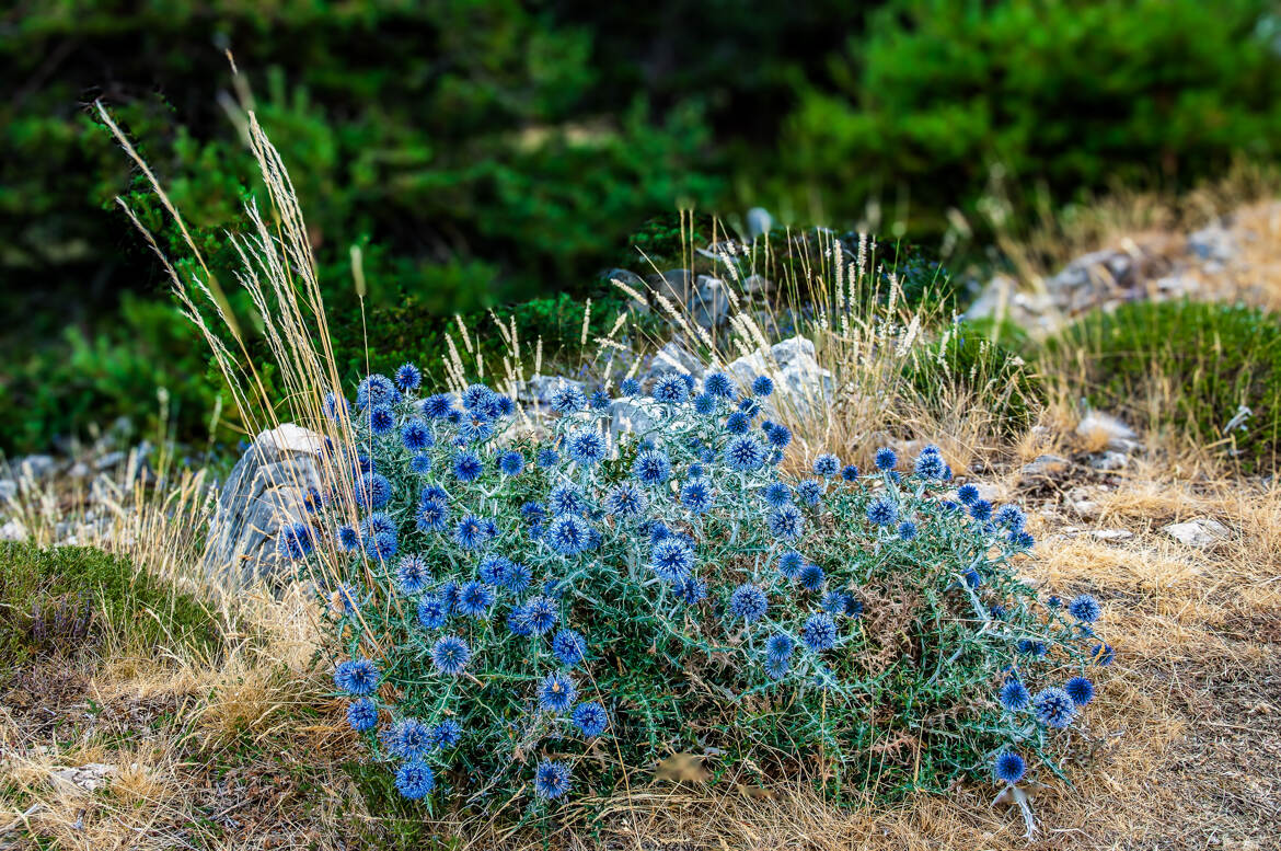 Un superbe Bokeh