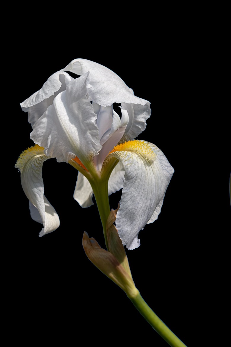 Iris germanique blanc