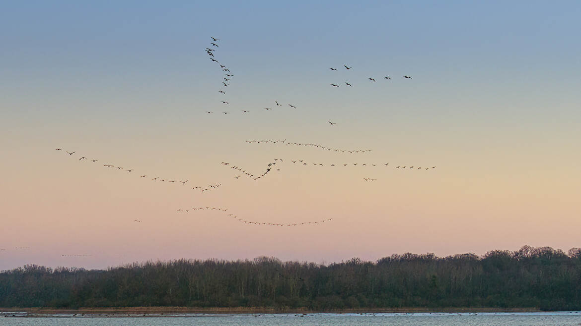 Migration des Grues cendrées