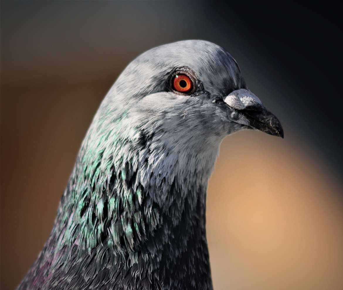 Portrait de pigeon