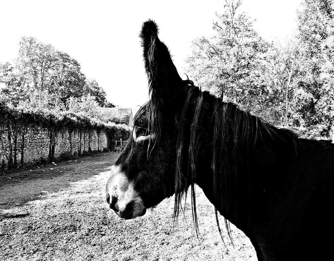 Profil d'Ane