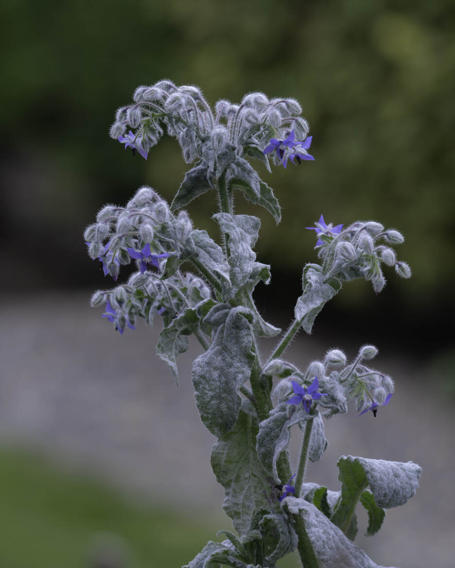 Au jardin..fleur de bourrache !