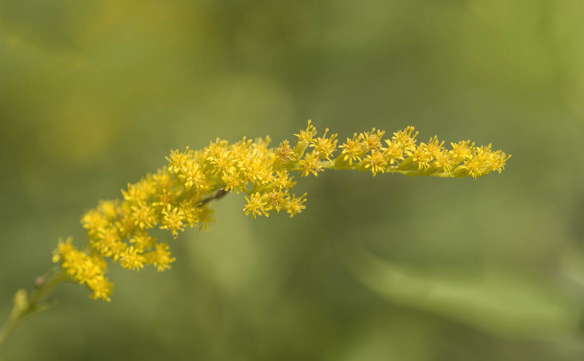 Solidago