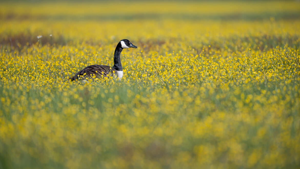 Dans une prairie fleurie