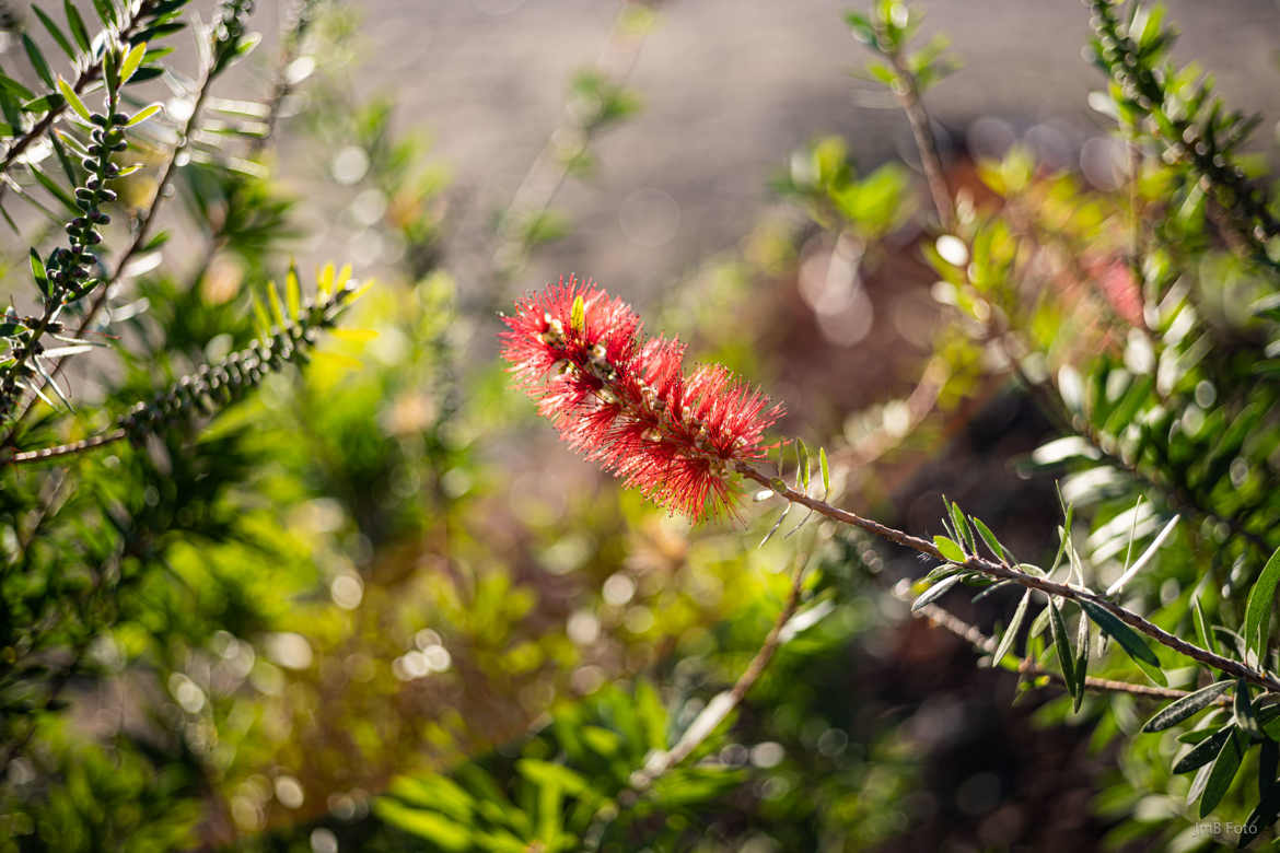 Callistemon